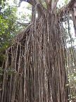 Curtain Fig Tree